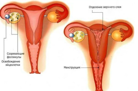 Беременность и менструация