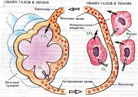 газообмен